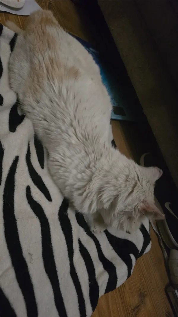 Znaleziono kota, Lądek-Zdrój, 4 czerwca 2025 (4/4)