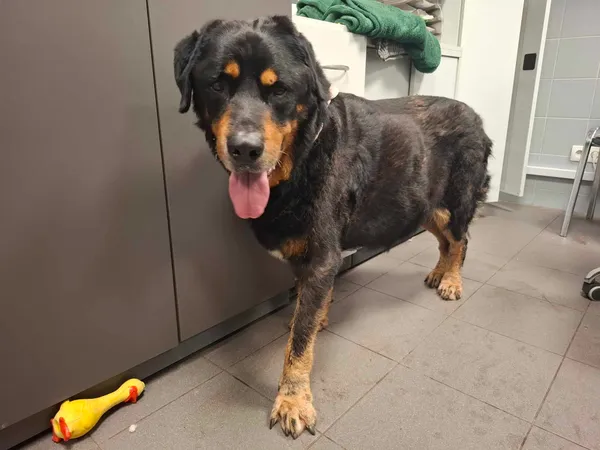 Znaleziono psa, Bydgoszcz, 31 maja 2025