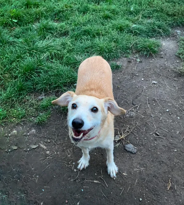 Pies do adopcji, Konin, 29 sierpnia 2024 (1/3)