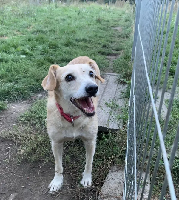 Pies do adopcji, Konin, 29 sierpnia 2024 (2/3)