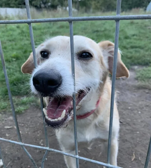 Pies do adopcji, Konin, 29 sierpnia 2024 (3/3)