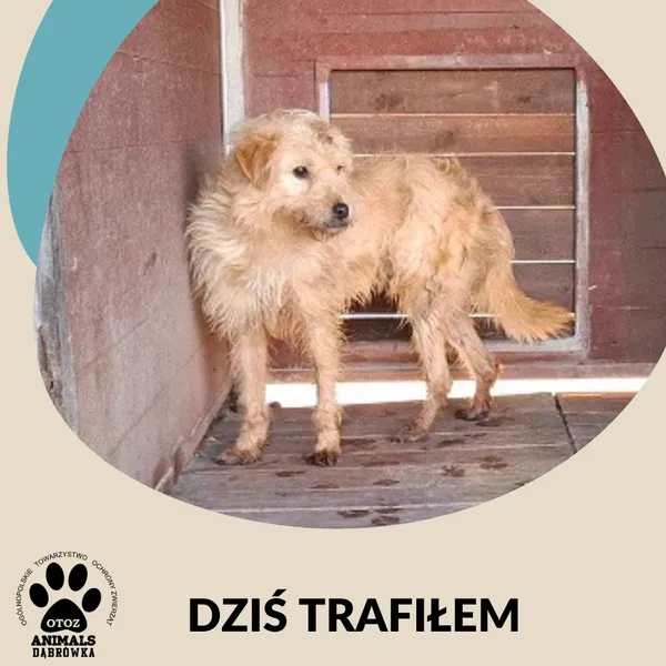 Znaleziono psa, Dąbrówka, 3 czerwca 2025