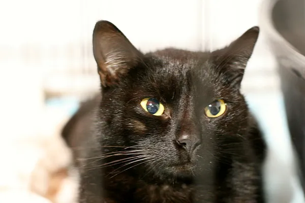 Znaleziono kota, Wałbrzych, 1 czerwca 2025