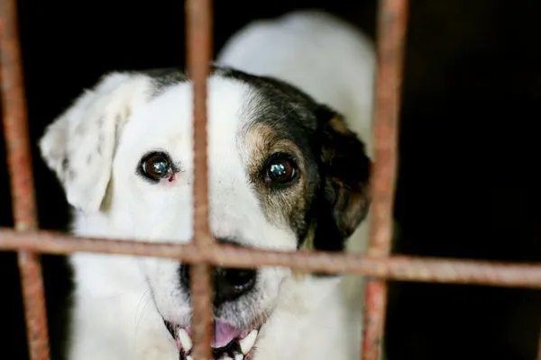 Znaleziono psa, Wałbrzych, 31 maja 2025