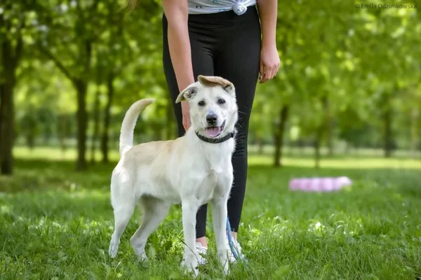 Pies do adopcji, Radom, 15 maja 2025