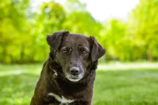 Pies do adopcji, Radom, 13 maja 2025