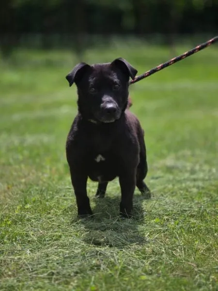 Pies do adopcji, Radom, 21 kwietnia 2025