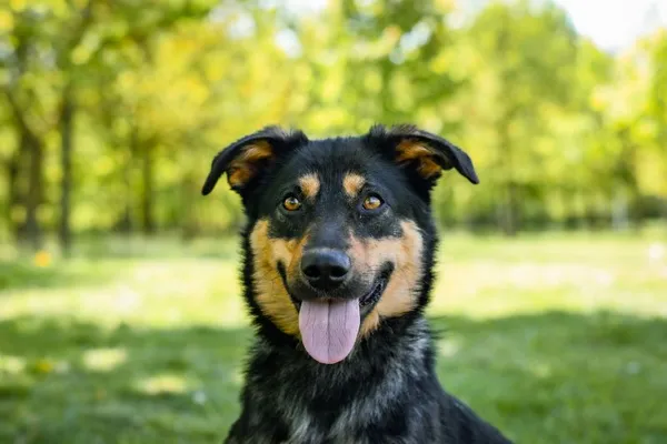 Pies do adopcji, Radom, 15 kwietnia 2025