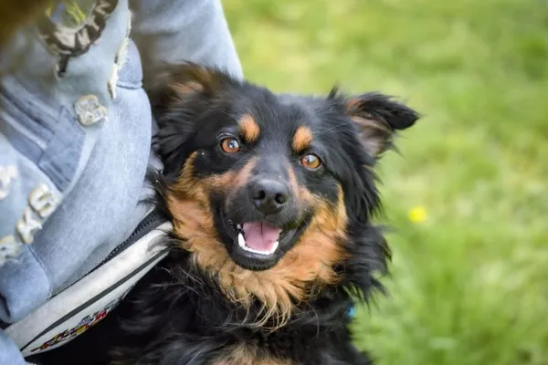 Pies do adopcji, Radom, 2 kwietnia 2025