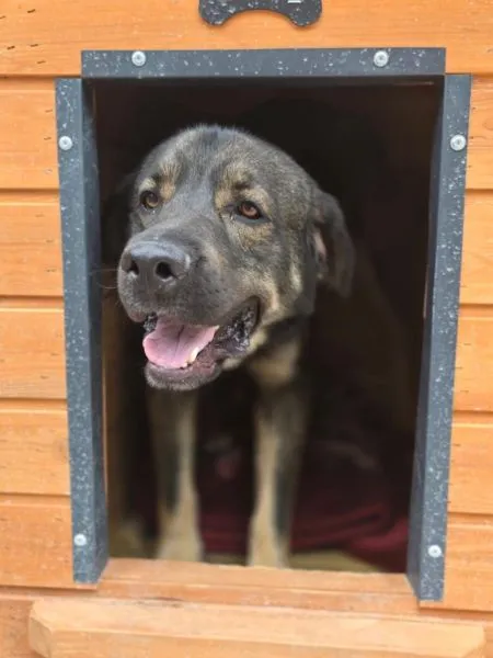 Pies do adopcji, Radom, 1 kwietnia 2025