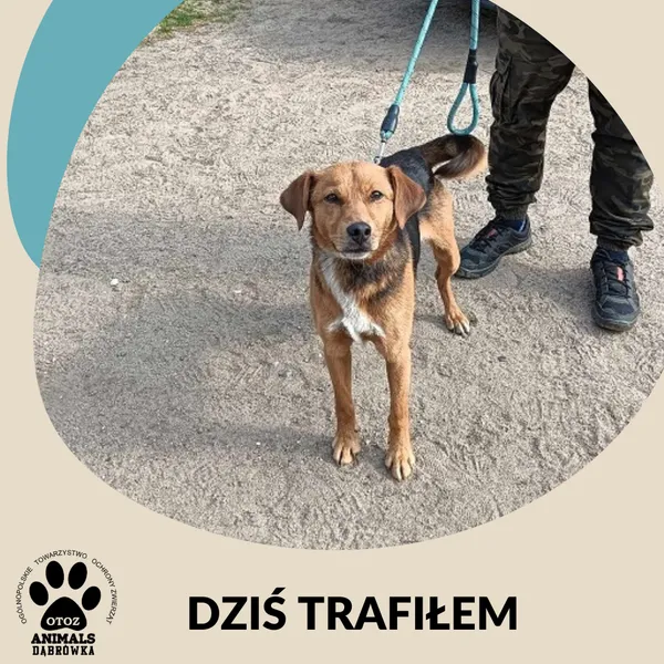 Znaleziono psa, Dąbrówka, 31 maja 2025