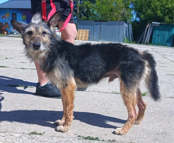 Znaleziono psa, Pieckowo, 30 maja 2025 (2/2)