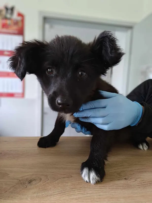 Znaleziono psa, Lublin, 3 czerwca 2025