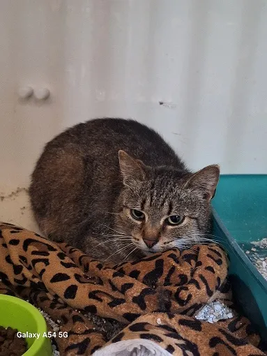 Kot do adopcji, Orzechowce, 29 maja 2025