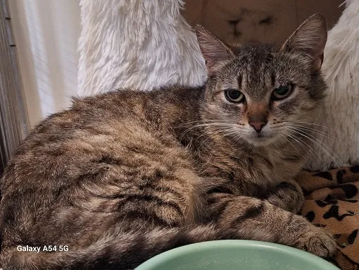 Kot do adopcji, Orzechowce, 29 maja 2025