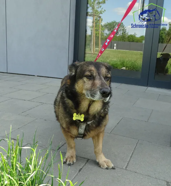 Znaleziono psa, Szczecin, 3 czerwca 2025 (1/2)