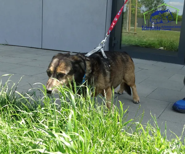 Znaleziono psa, Szczecin, 3 czerwca 2025 (2/2)