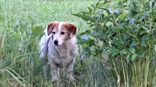 Znaleziono psa, Lublin, Zemborzyce, 4 czerwca 2025 (2/4)