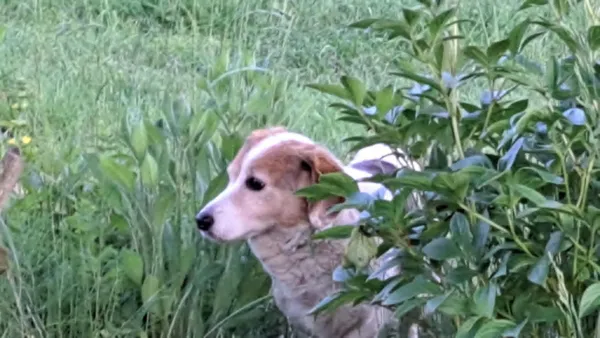 Znaleziono psa, Lublin, Zemborzyce, 4 czerwca 2025 (3/4)