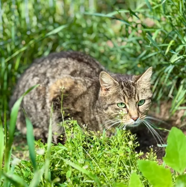 Kot do adopcji, Piła, 10 maja 2024 (1/2)