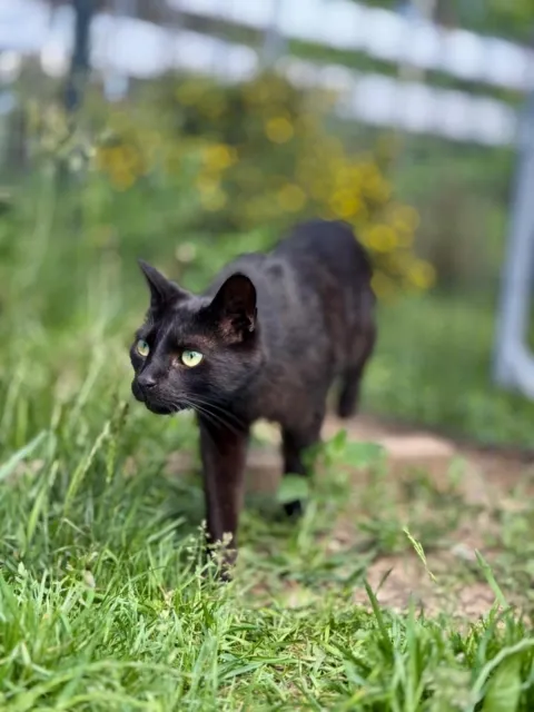 Kot do adopcji, Piła, 10 listopada 2022 (1/3)