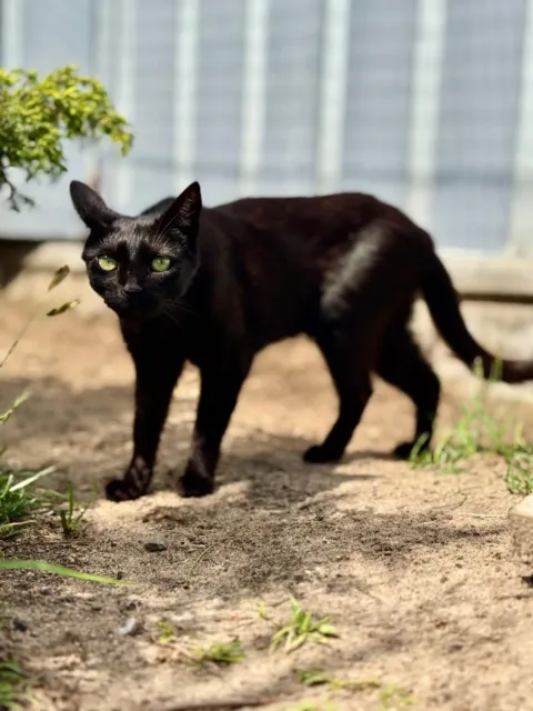 Kot do adopcji, Piła, 10 listopada 2022 (2/3)