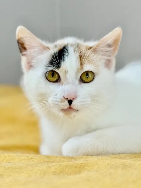 Kot do adopcji, Piła, 16 marca 2024 (2/2)