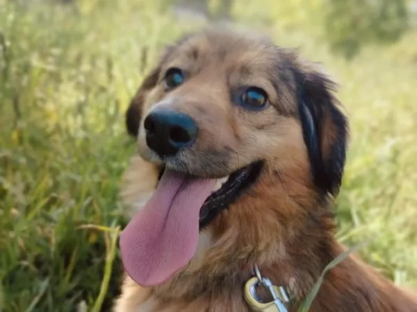 Pies do adopcji, Pawłowo, 4 czerwca 2025 (1/4)