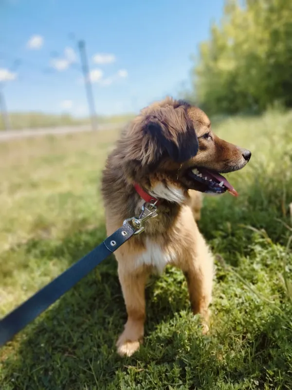 Pies do adopcji, Pawłowo, 4 czerwca 2025 (2/4)