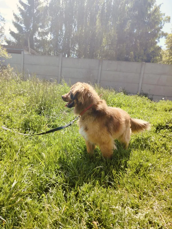 Pies do adopcji, Pawłowo, 4 czerwca 2025 (4/4)