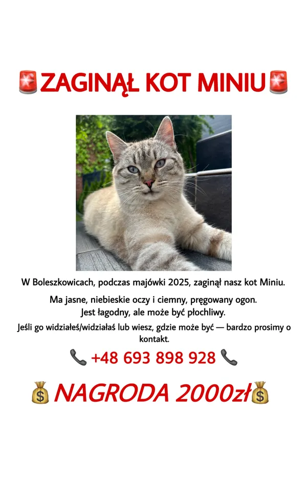 Zaginął kot, Boleszkowice, 4 czerwca 2025 (1/2)