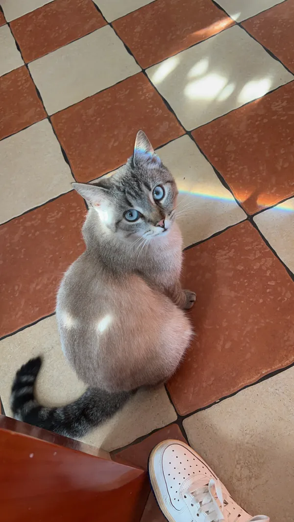 Zaginął kot, Boleszkowice, 4 czerwca 2025 (2/2)