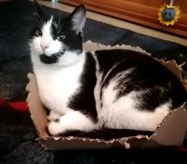 Zaginął kot, Błonie, 4 czerwca 2025 (2/2)