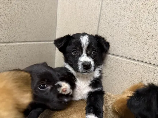 Pies do adopcji, Kraków, 2 czerwca 2025