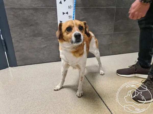 Pies do adopcji, Chełmek, 15 maja 2025