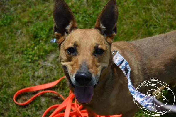 Pies do adopcji, Chełmek, 14 maja 2025