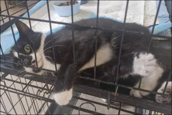 Znaleziono kota, Grudziądz, 4 czerwca 2025