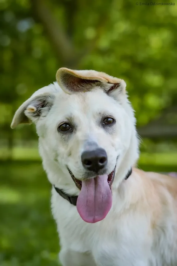 Pies do adopcji, Radom, 4 czerwca 2025 (1/5)