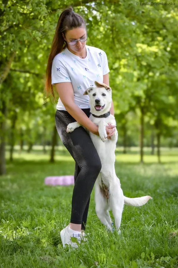 Pies do adopcji, Radom, 4 czerwca 2025 (2/5)