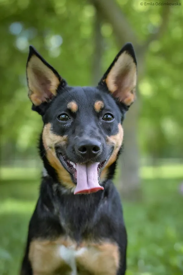 Pies do adopcji, Radom, 4 czerwca 2025 (1/5)