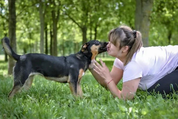 Pies do adopcji, Radom, 4 czerwca 2025 (2/5)