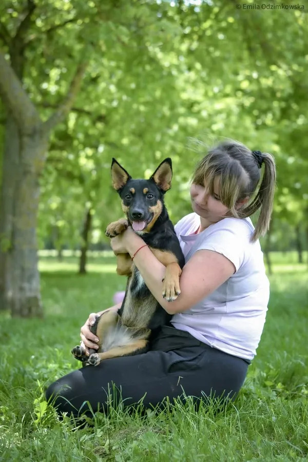 Pies do adopcji, Radom, 4 czerwca 2025 (3/5)