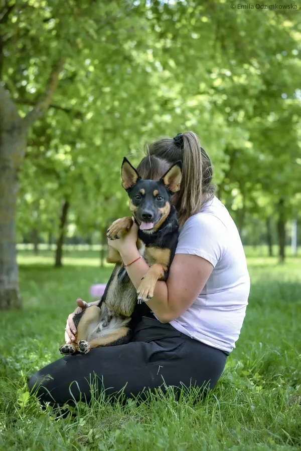 Pies do adopcji, Radom, 4 czerwca 2025 (4/5)