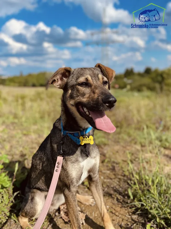 Znaleziono psa, Szczecin, 3 czerwca 2025 (1/3)