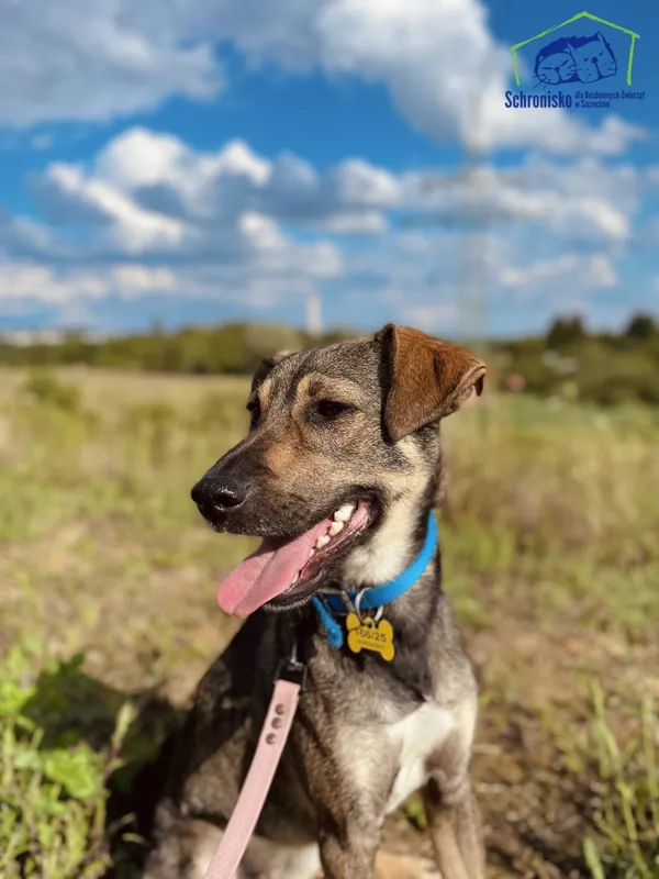 Znaleziono psa, Szczecin, 3 czerwca 2025 (2/3)