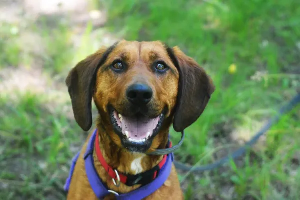 Pies do adopcji, Milanówek, 21 czerwca 2025 (1/5)