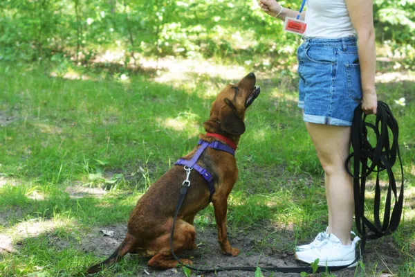 Pies do adopcji, Milanówek, 21 czerwca 2025 (4/5)