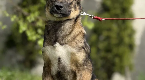 Pies do adopcji, Pieczyska, 4 czerwca 2025 (1/2)