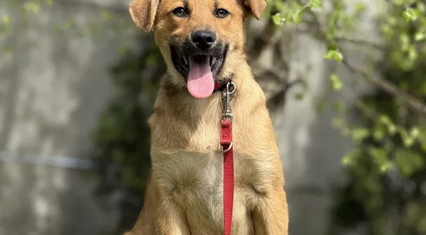 Pies do adopcji, Pieczyska, 4 czerwca 2025 (1/3)