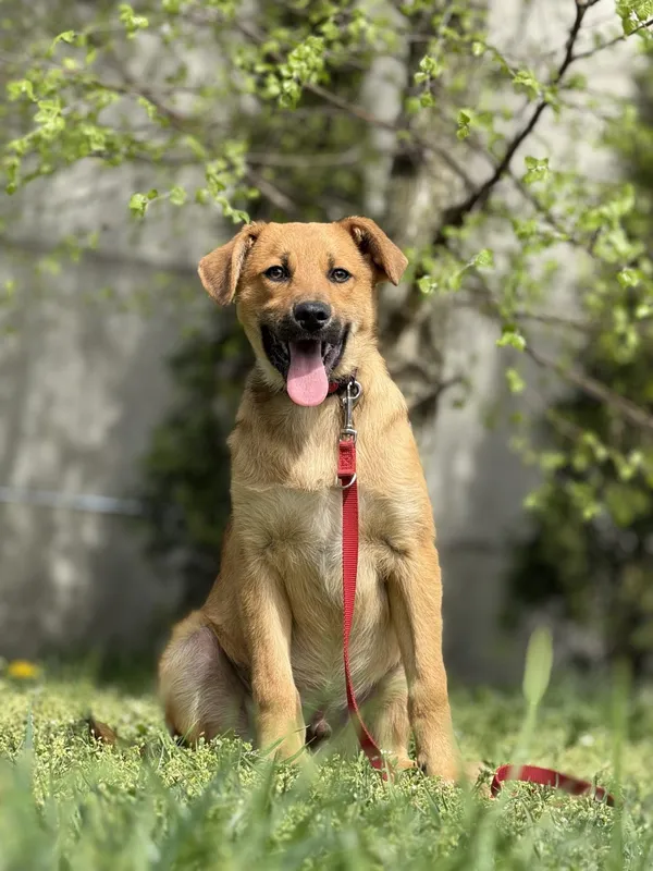 Pies do adopcji, Pieczyska, 4 czerwca 2025 (2/3)